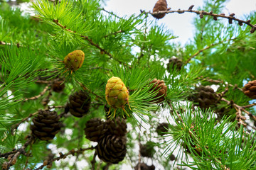 лиственница, сосна, шишки © nekrasov50