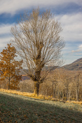 Albero autinnale, Alba Fucens, Abruzzo, Italia