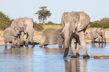 Elephant Matriarch and her herd drinking at a waterhole