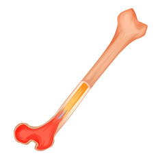 Bone structure medicine vector illustration. Isolated and transparated