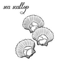 Sea scallop. Seafood. Vector illustration. Isolated image on white background. Vintage style.