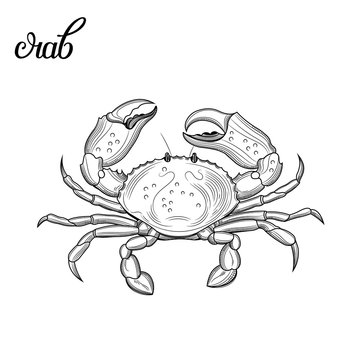 Crab. Seafood. Vector illustration. Isolated image on white background. Vintage style.