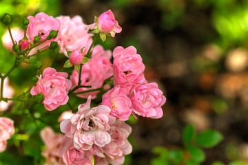 The flower of a pink rose growing in a summer garden.