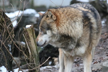Wolf