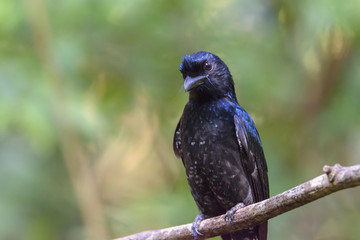 Close up Greater racket-tailed drongo perching on tree branch , Thailand