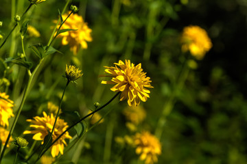 Rudbeckia laciniata. Cultivated flower. A flower of the goldenglow growing in a summer garden.