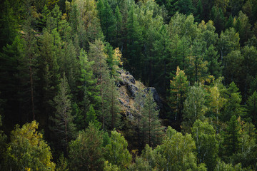 башкирский лес