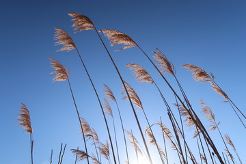 Japanese silver grass