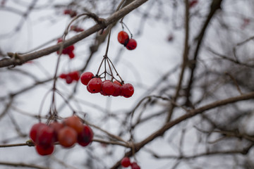 Winter viburnum backgrond