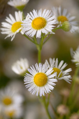 small daisy flowers macro