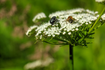 The goutweed flower growing on a summer meadow.