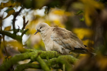 Streptopelia decaocto. The wild nature of the Czech Republic. Free nature. Bird on the tree. Sunny day. Beautiful picture. From bird life. Autumn. Nature. Expanded in Europe.