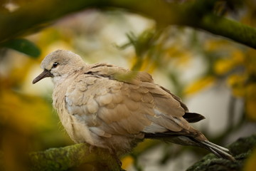 Streptopelia decaocto. The wild nature of the Czech Republic. Free nature. Bird on the tree. Sunny day. Beautiful picture. From bird life. Autumn. Nature. Expanded in Europe.