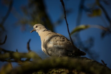 Streptopelia decaocto. The wild nature of the Czech Republic. Free nature. Bird on the tree. Sunny day. Beautiful picture. From bird life. Autumn. Nature. Expanded in Europe.