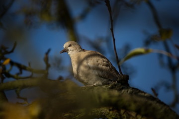 Streptopelia decaocto. The wild nature of the Czech Republic. Free nature. Bird on the tree. Sunny day. Beautiful picture. From bird life. Autumn. Nature. Expanded in Europe.