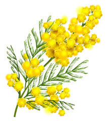 Yellow mimosa flower branch symbol of spring isolated on white