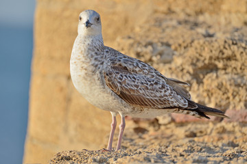 Seagull © Tomasz Warszewski