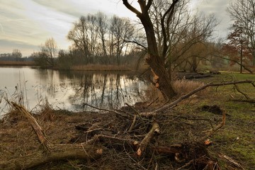 View of landscape with pond and trees at sunset