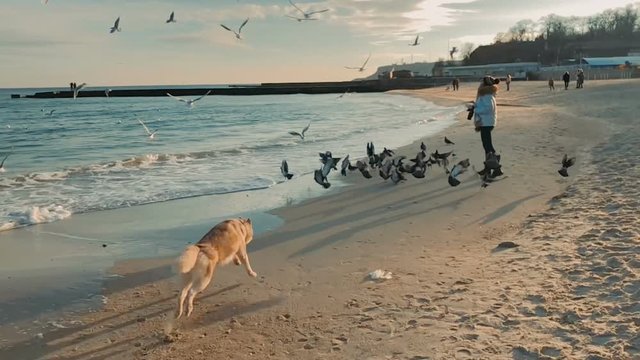 woman walking on beach with siberian husky dog and feeding the birds