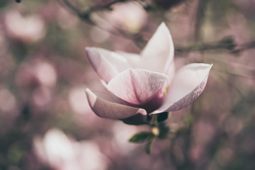 Blossoming of magnolia white flowers in spring time, retro vintage hipster image