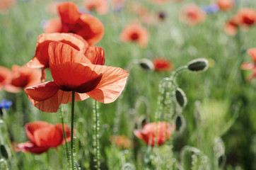Obraz premium Red poppy flowers blooming in the green grass field, floral natural spring background, can be used as image for remembrance and reconciliation day
