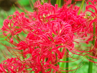 彼岸花