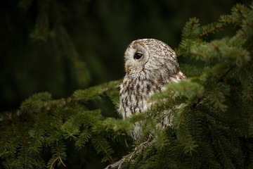 Strix aluco. It occurs in the Czech Republic. Free nature. The wild nature of the Czech Republic. Beautiful image of the owl. From Owl's Life. Owl on the tree. Black eyes.
