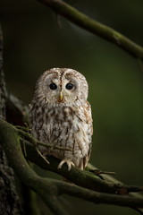 Strix aluco. It occurs in the Czech Republic. Free nature. The wild nature of the Czech Republic. Beautiful image of the owl. From Owl's Life. Owl on the tree. Black eyes.