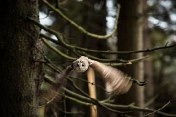 Fototapeta premium Strix aluco. It occurs in the Czech Republic. Free nature. The wild nature of the Czech Republic. Beautiful image of the owl. From Owl's Life. Owl on the tree. Black eyes.