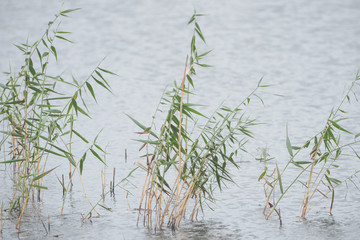 Lake in the background, blades of grass in the foreground