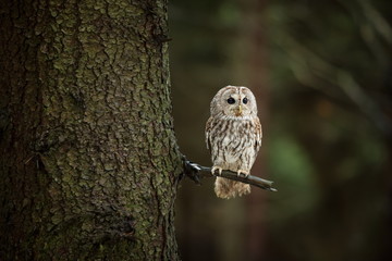 Strix aluco. It occurs in the Czech Republic. Free nature. The wild nature of the Czech Republic....
