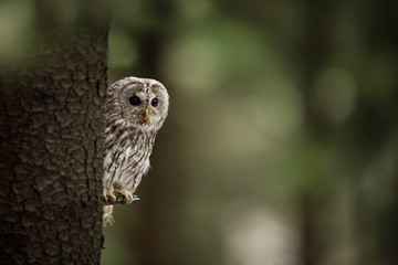 Strix aluco. It occurs in the Czech Republic. Free nature. The wild nature of the Czech Republic....