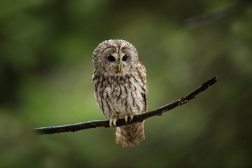 Strix aluco. It occurs in the Czech Republic. Free nature. The wild nature of the Czech Republic. Beautiful image of the owl. From Owl's Life. Owl on the tree. Black eyes.