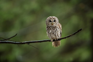 Strix aluco. It occurs in the Czech Republic. Free nature. The wild nature of the Czech Republic. Beautiful image of the owl. From Owl's Life. Owl on the tree. Black eyes.