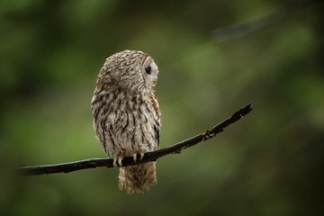 Strix aluco. It occurs in the Czech Republic. Free nature. The wild nature of the Czech Republic. Beautiful image of the owl. From Owl's Life. Owl on the tree. Black eyes.