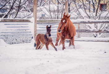 Foal walks with another horse in winte