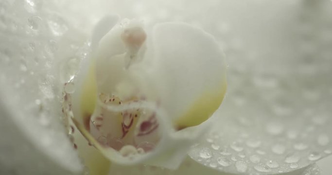 white orchid on black background. Closeup with drops of water