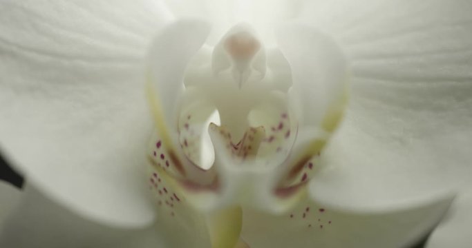 white orchid on black background. Closeup focus movement showing flor inside