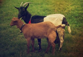 Two grazing goats at green meadow, natural agriculture background