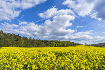 Obraz premium Rapsfeld