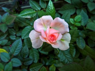 The semi-bloomed rose