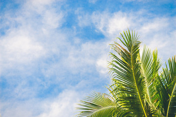 Branches of palms under sky background