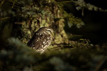 Athene noctua. The Little Owl is spread throughout Europe. The wild nature of the Czech Republic. Nature. Free nature. From Owl's Life. Beautiful picture.