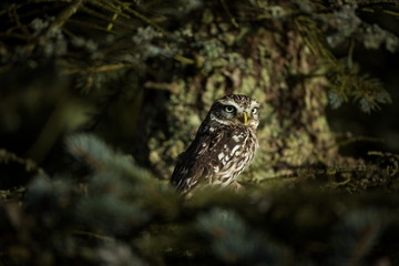 Athene noctua. The Little Owl is spread throughout Europe. The wild nature of the Czech Republic. Nature. Free nature. From Owl's Life. Beautiful picture.