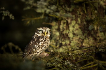 Athene noctua. The Little Owl is spread throughout Europe. The wild nature of the Czech Republic. Nature. Free nature. From Owl's Life. Beautiful picture.