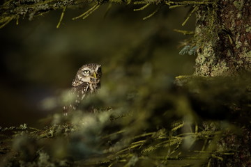 Athene noctua. The Little Owl is spread throughout Europe. The wild nature of the Czech Republic. Nature. Free nature. From Owl's Life. Beautiful picture.