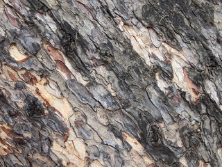 Tree bark texture