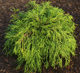 Chamaecyparis pisifera Sungold / Cypress - obrazy, fototapety, plakaty