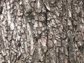 Tree bark texture