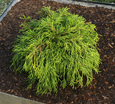 Chamaecyparis pisifera Sungold / Cypress